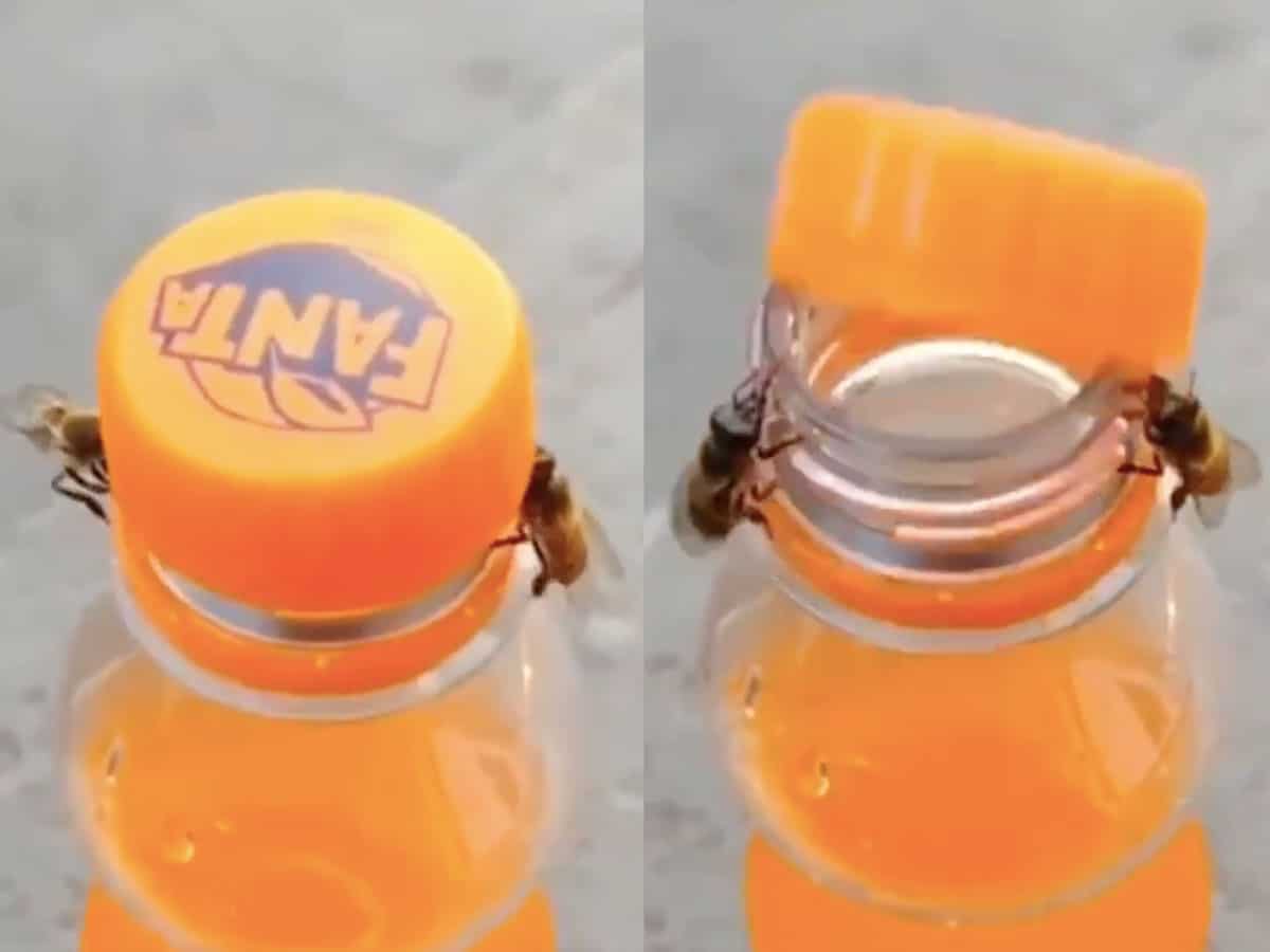 Bees works together to open a Fanta bottle in this viral video