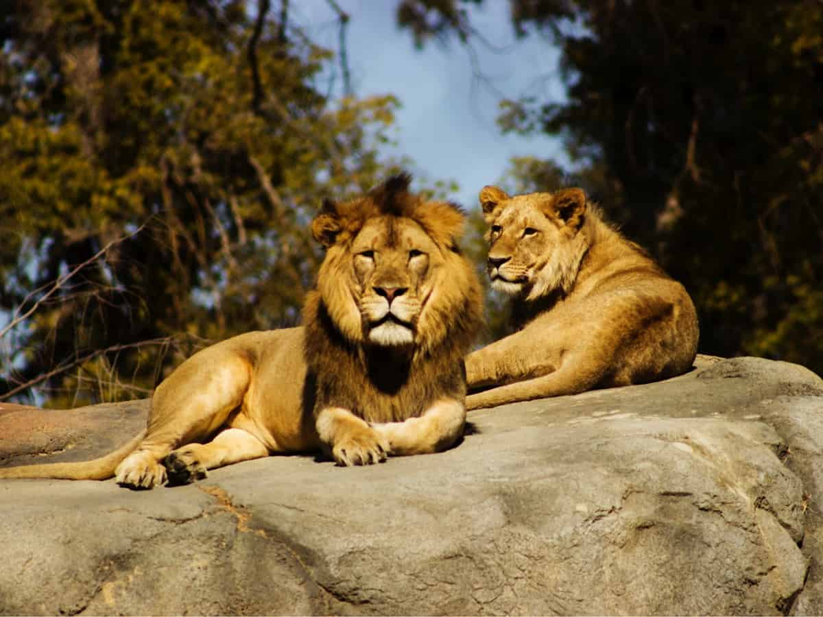 In a first, eight Asiatic lions in Hyderabad zoo test COVID positive