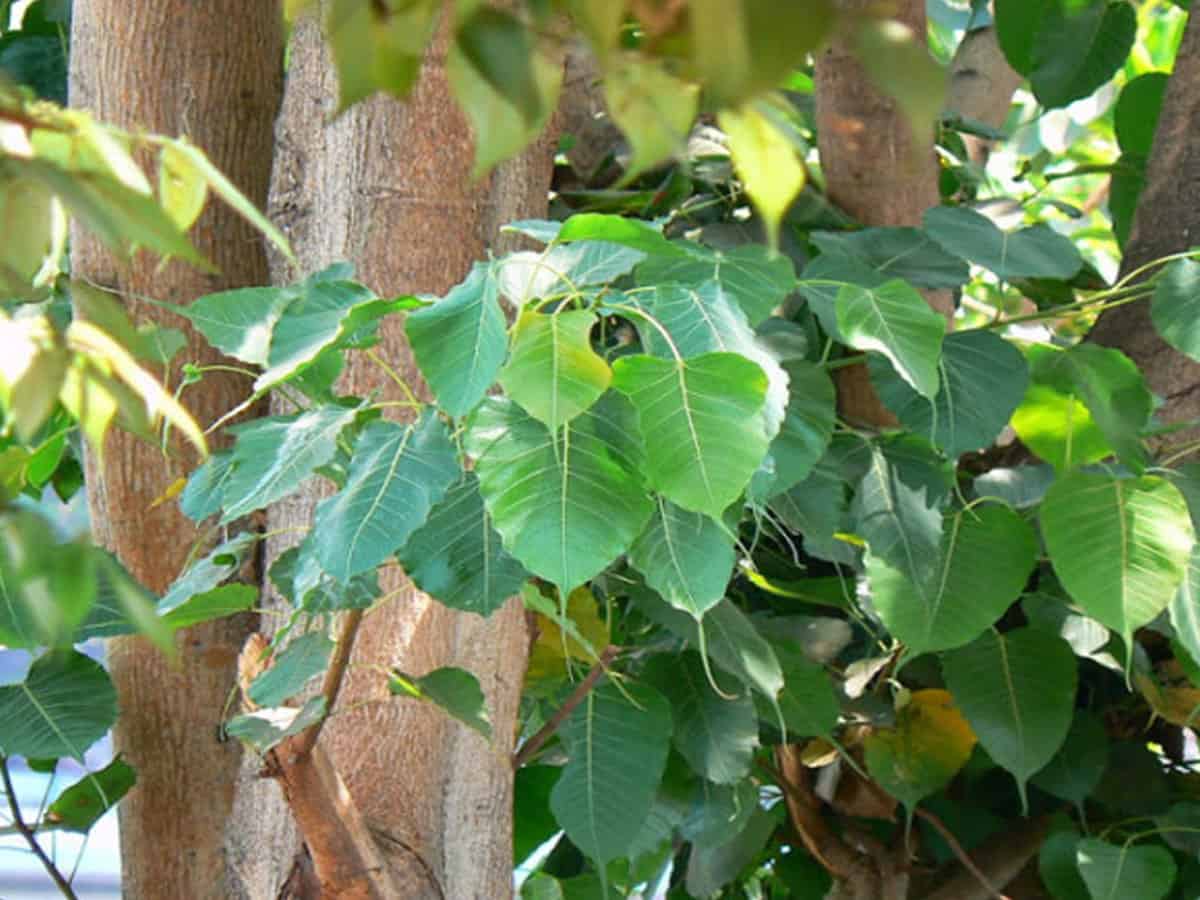 Peepal tree boosts oxygen level in Agra village