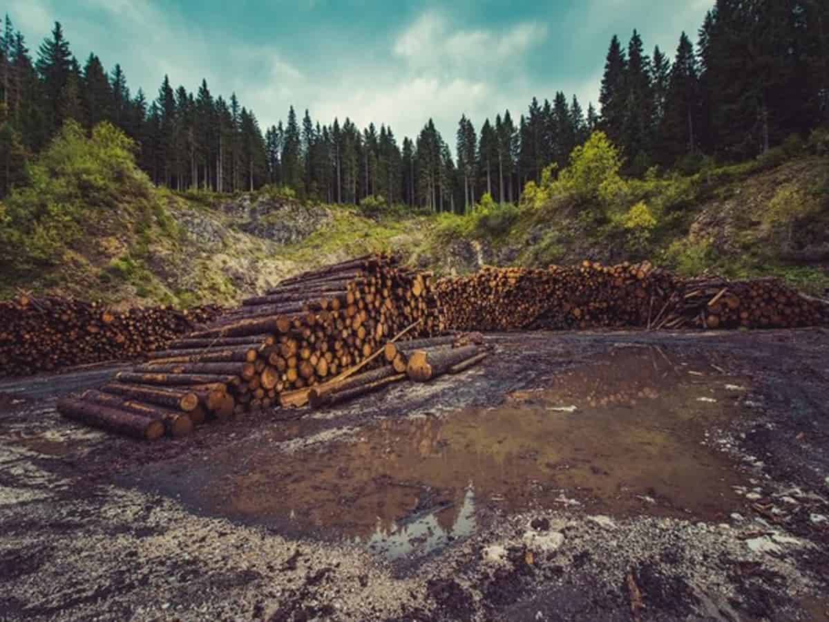Rapid deforestation puts Pakistan's climate policies in jeopardy