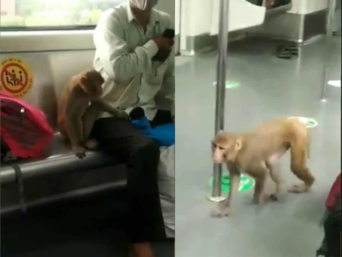 Monkey spotted roaming around inside Delhi Metro