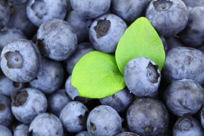 Import of US blueberries to India increases: USHBC