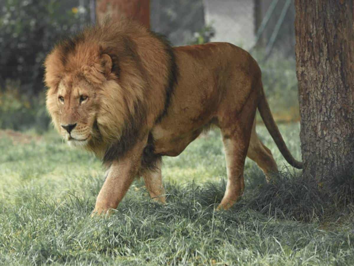 Sri Lanka's zoo seeks India's help after lion tests COVID-19 +ve