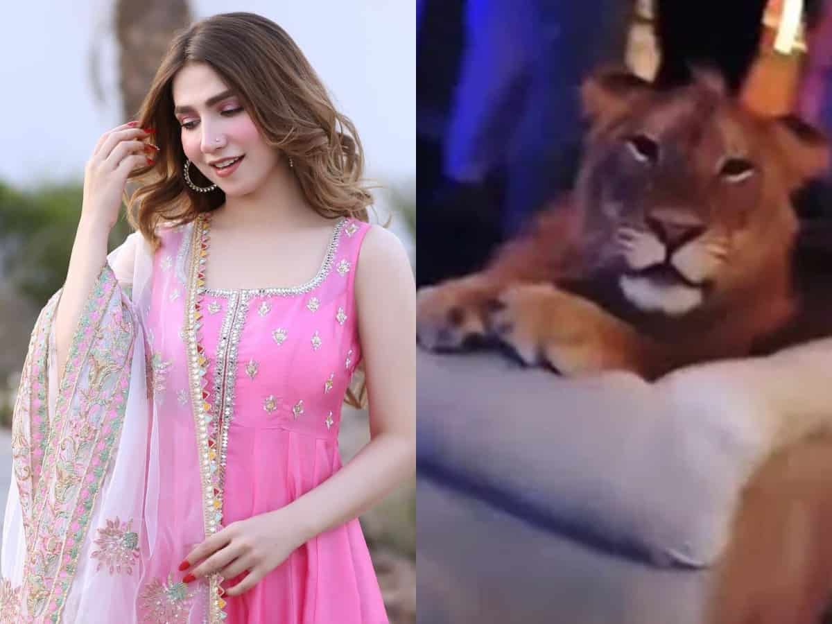 Pakistani influencer brings in Lion as birthday prop; irks netizens