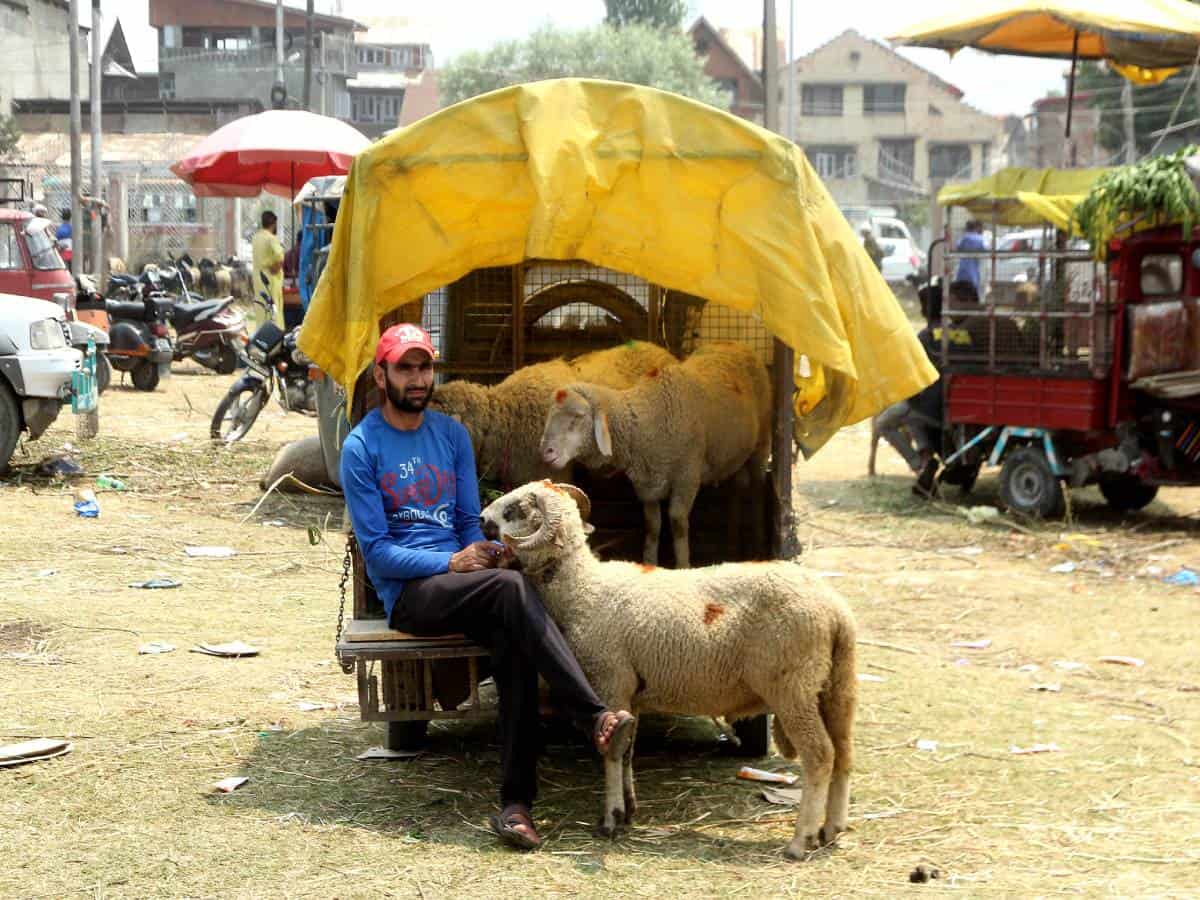 Eid Ul Adha: Sale of sacrificial animals hit hard due to Covid in Kashmir