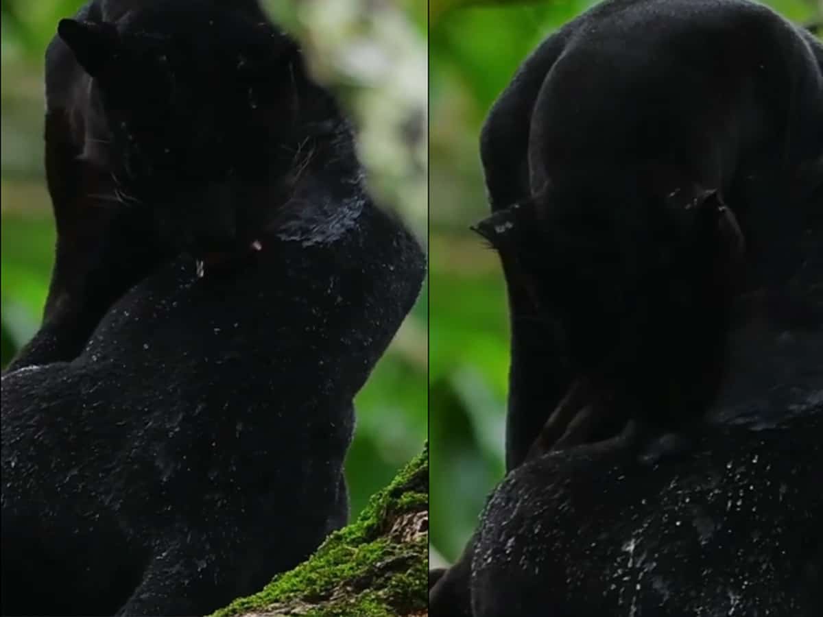 Watch: In its element! Black Panther captured cleaning and drying its velvet coat in rain