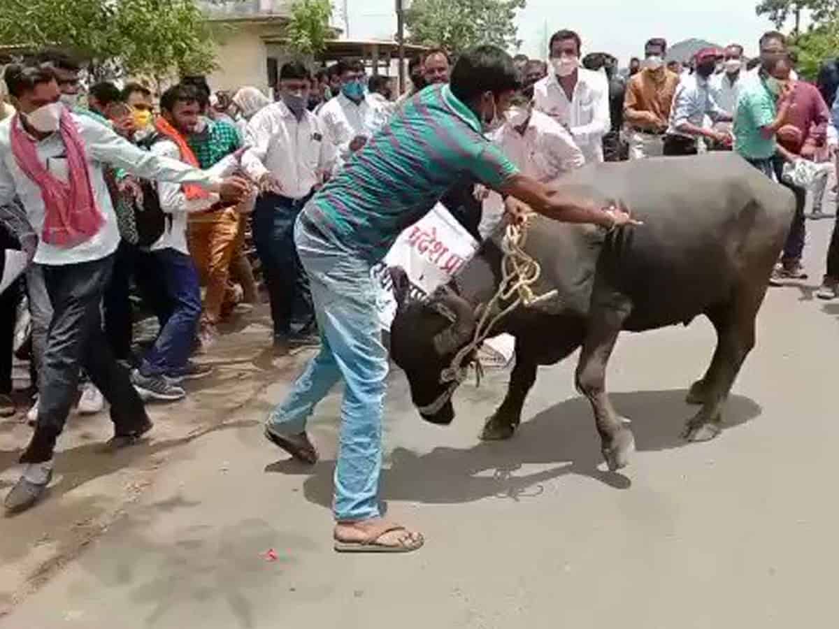 Video: Buffalo goes berserk at protest in MP; injures one