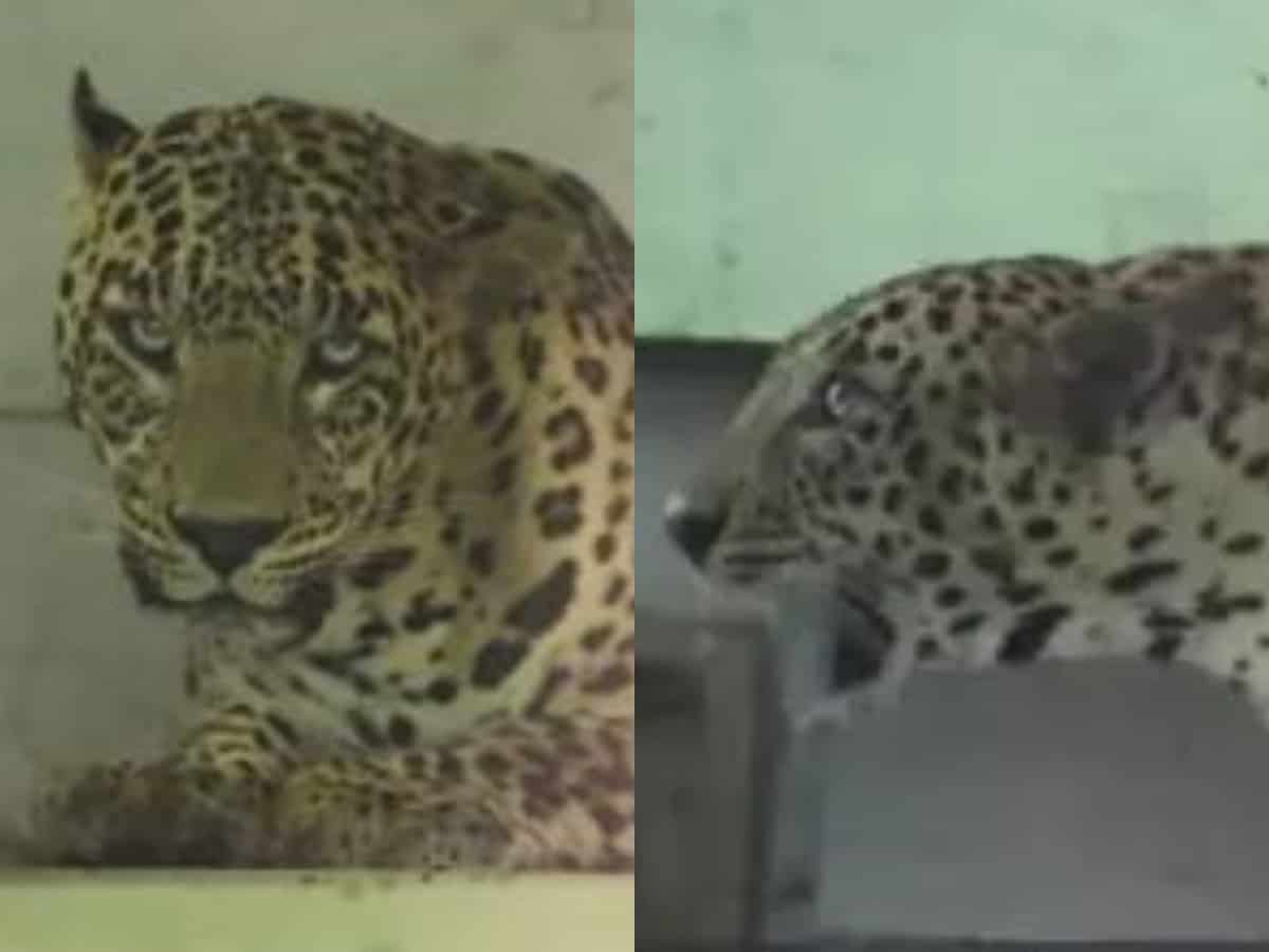 Injured leopard takes shelter in an empty school; gets rescued