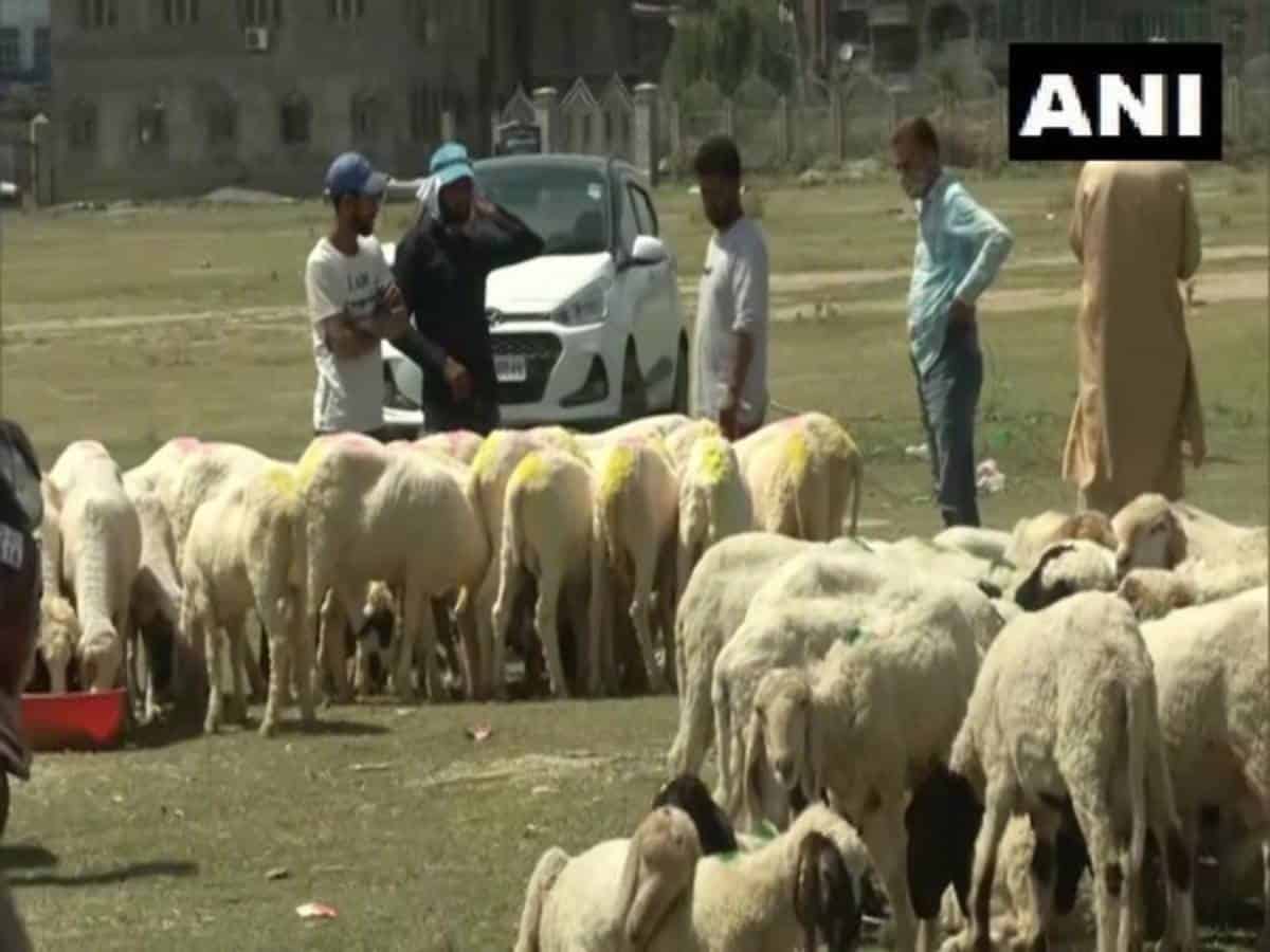 Sale of sheep, goat affected due to COVID-19 in J-K's Srinagar ahead of Eid
