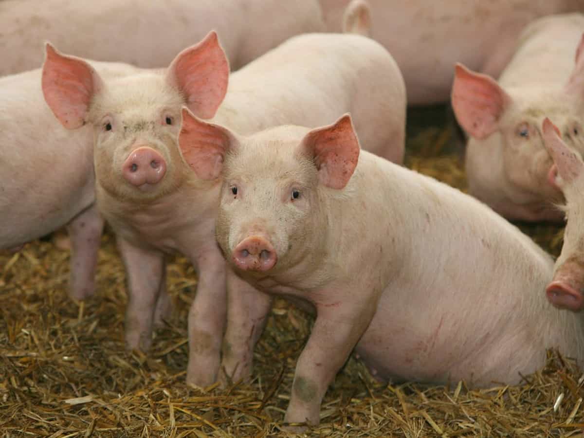 Nearly 39,000 pigs died in Assam due to African Swine Fever in last 18 months