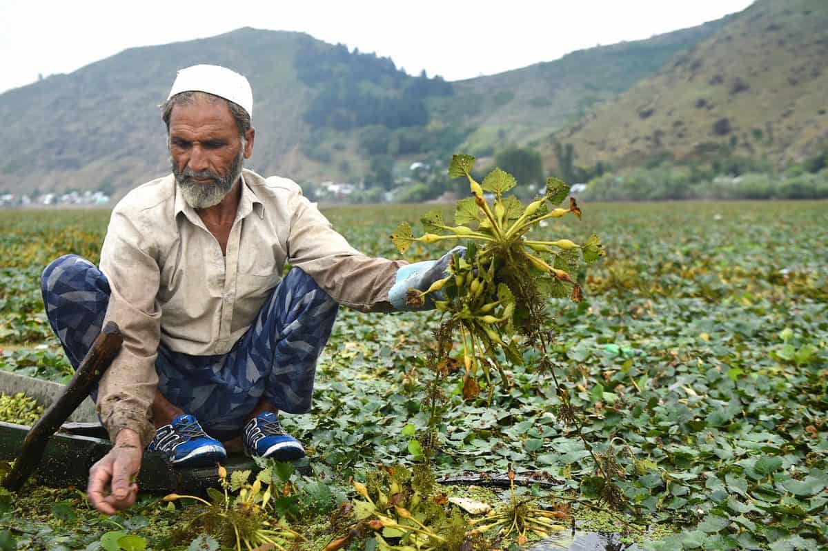 In Pics: Bandipora-Water Chestnuts being extracted from Wular lake
