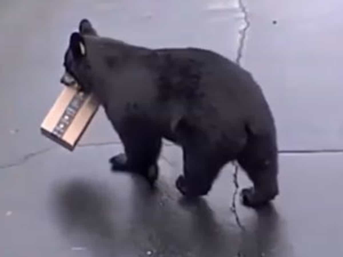 (Video) 'Porch pirate' bear steals US woman's Amazon package