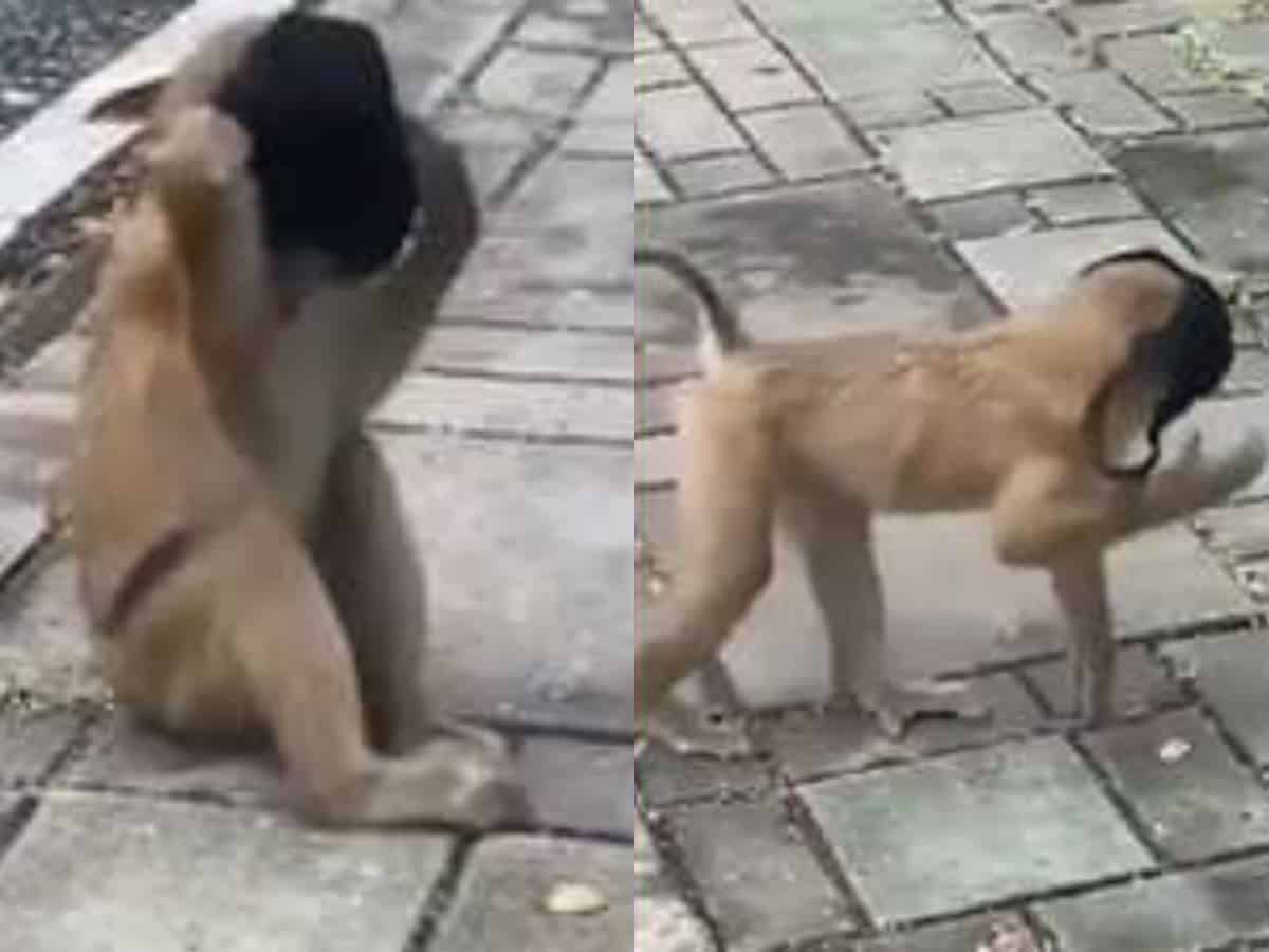 Monkey wears mask over its face in this viral video
