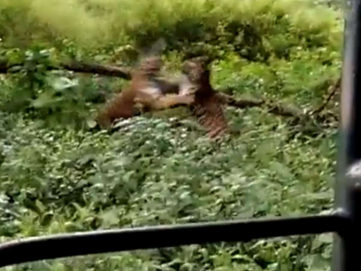 Fierce tiger fight in K'taka reserve captured on video, goes viral