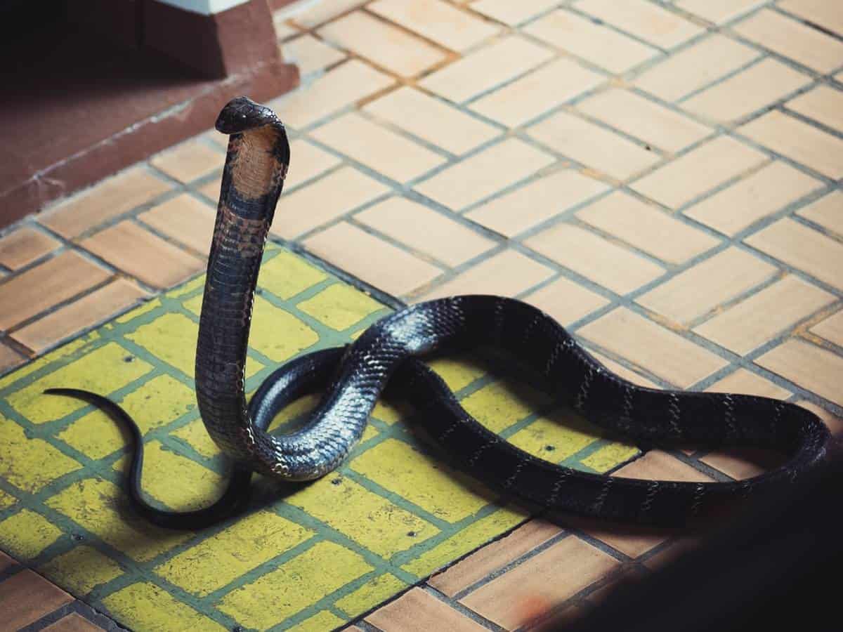 Kerala police reconstruct cobra bite murder; video goes viral