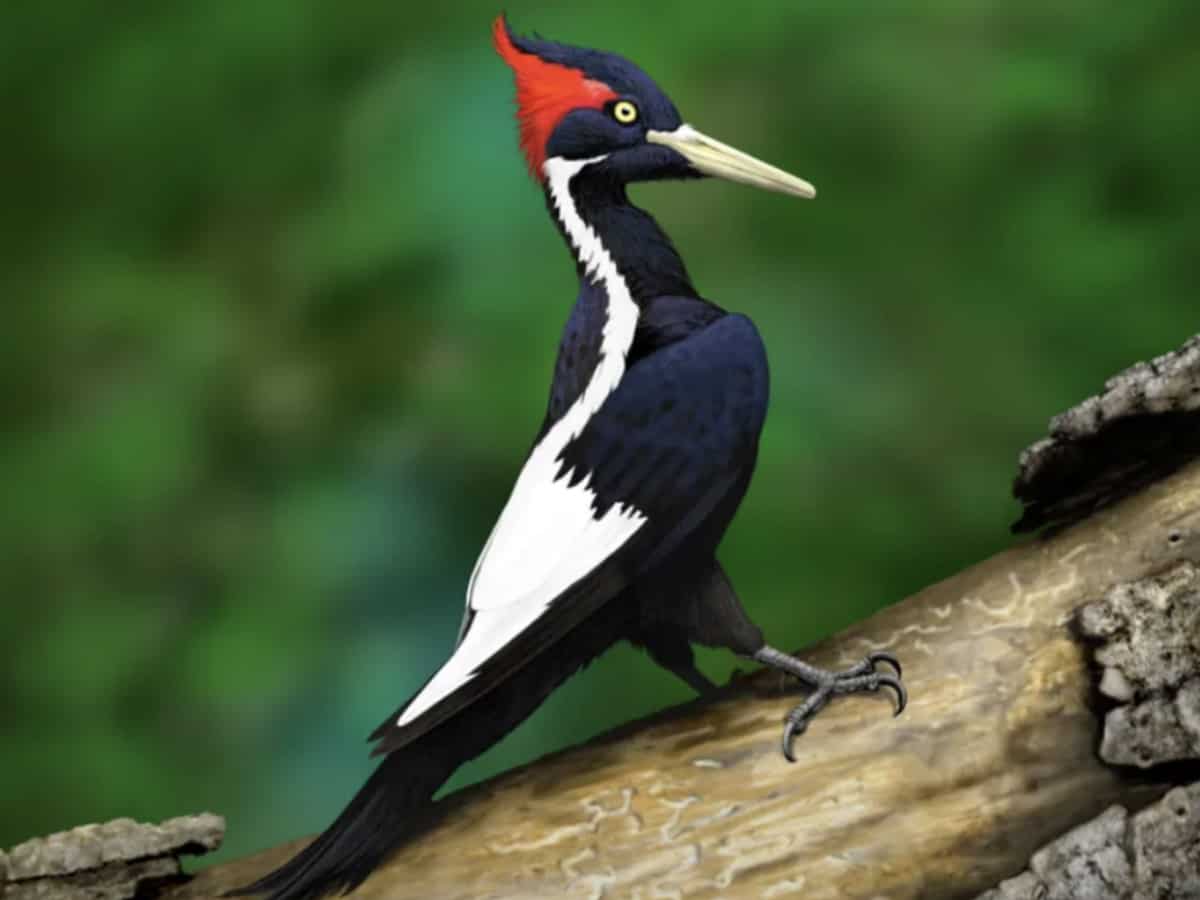 US says ivory-billed woodpecker, 22 other species extinct