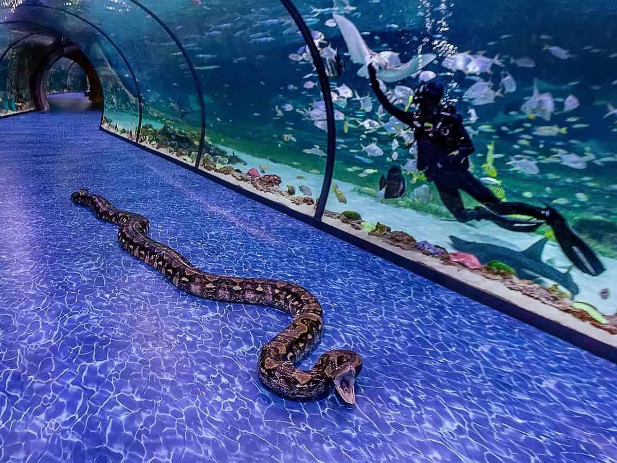 World's largest snake has found new home in Abu Dhabi