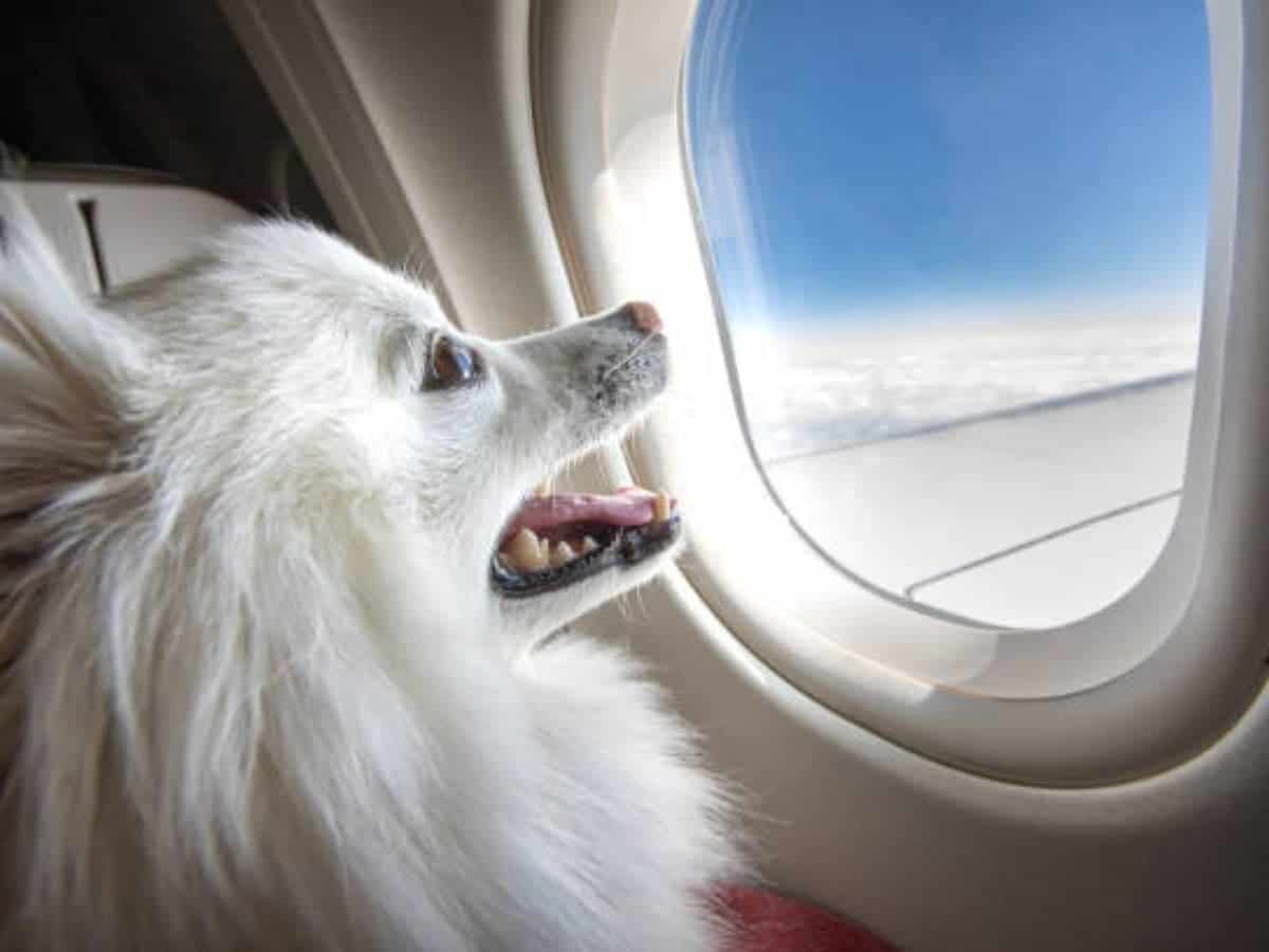 Man books entire Air India business class cabin to travel with dog