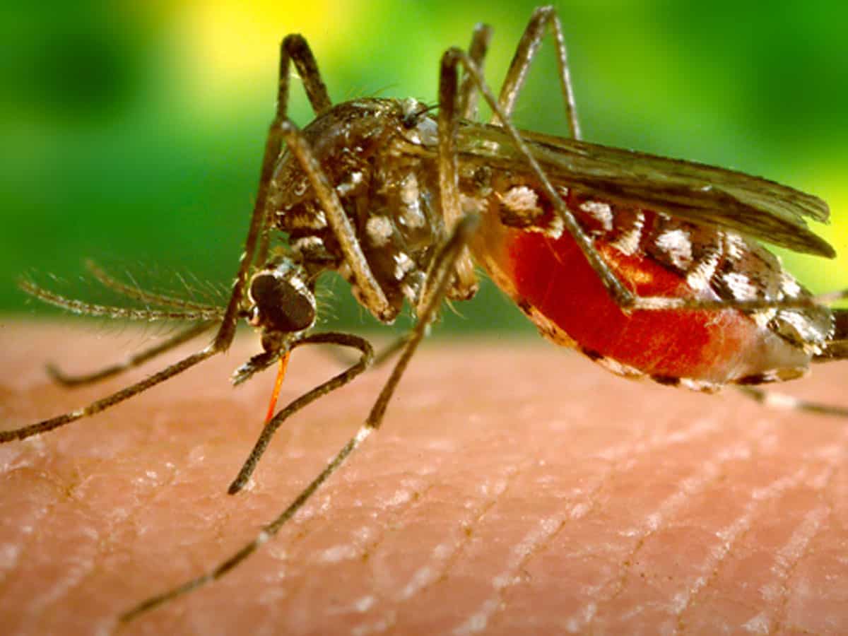 Zika virus detected in Kanpur, Centre sends high-level team