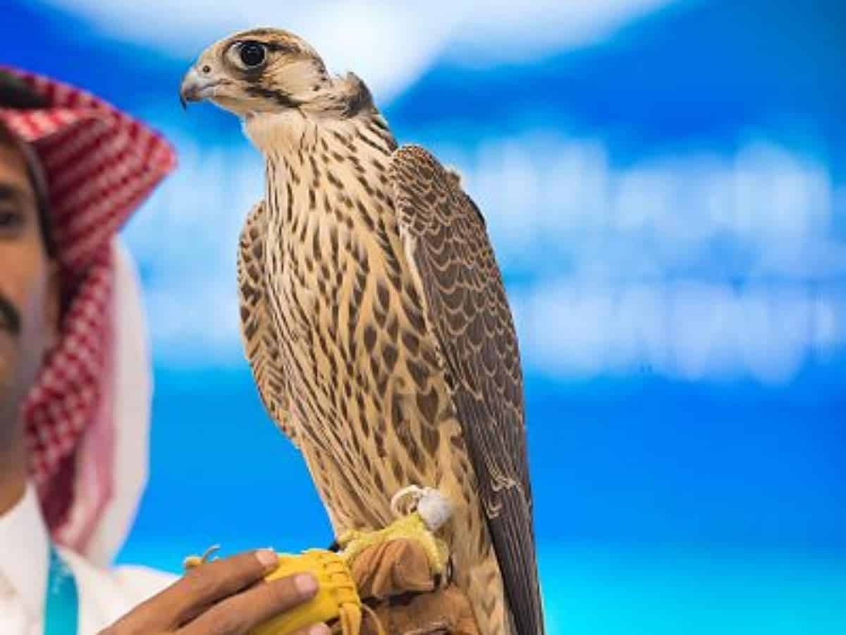 Most expensive falcon sold in Saudi Arabia, worth SR 405,000