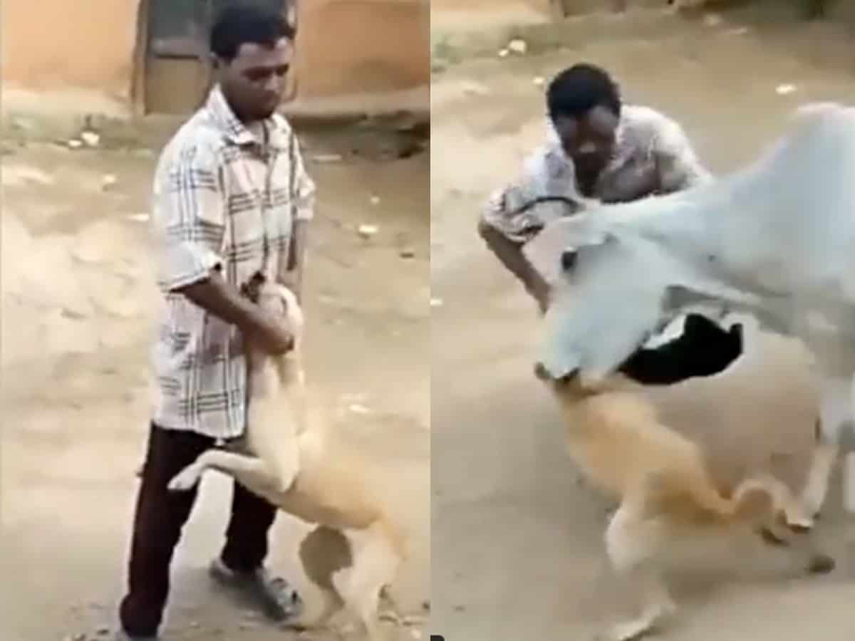 PETA offers Rs 50,000 reward for information on dog abuser hit by cow
