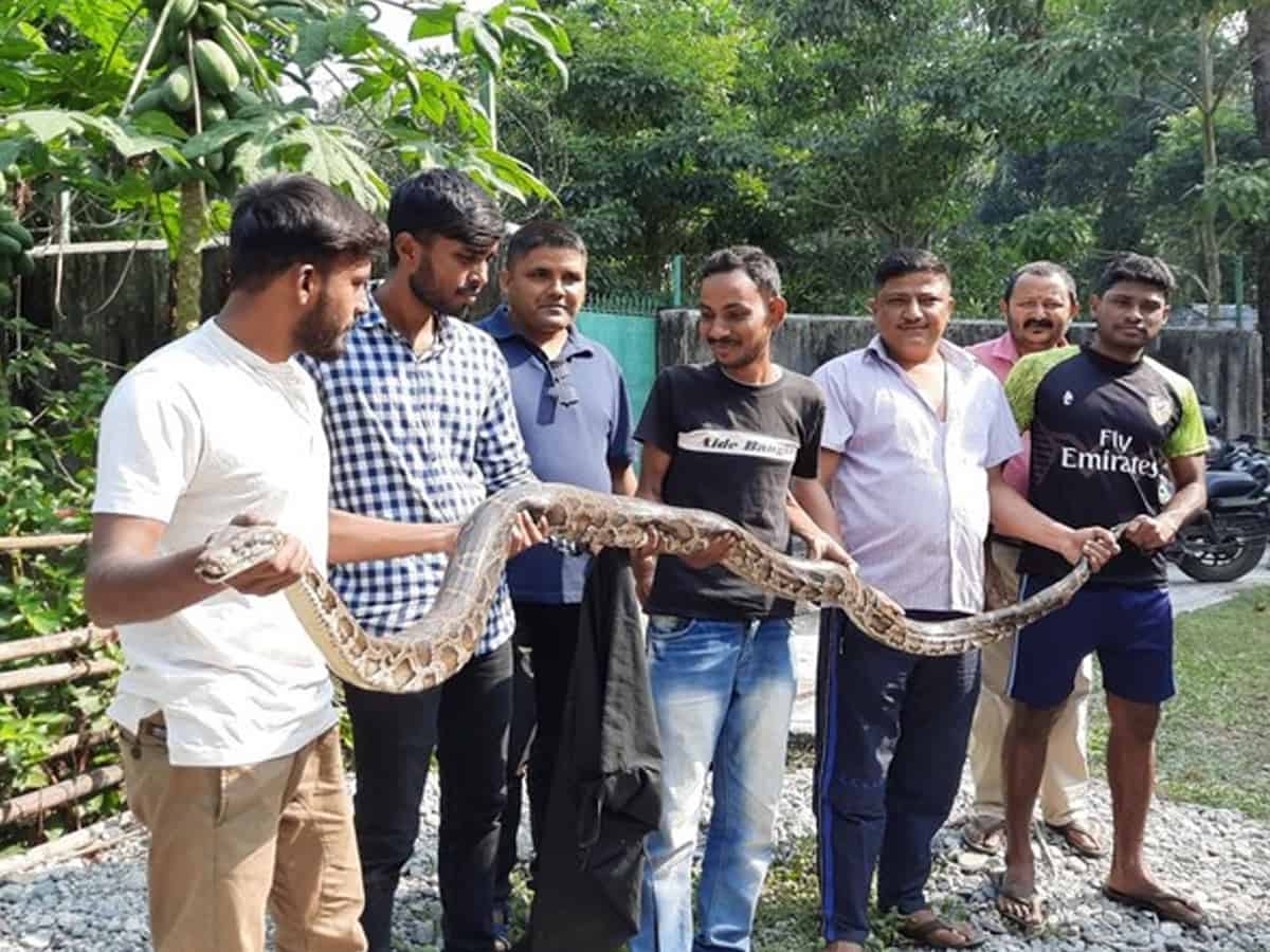 West Bengal: 10ft-long Burmese python rescued by forest officials