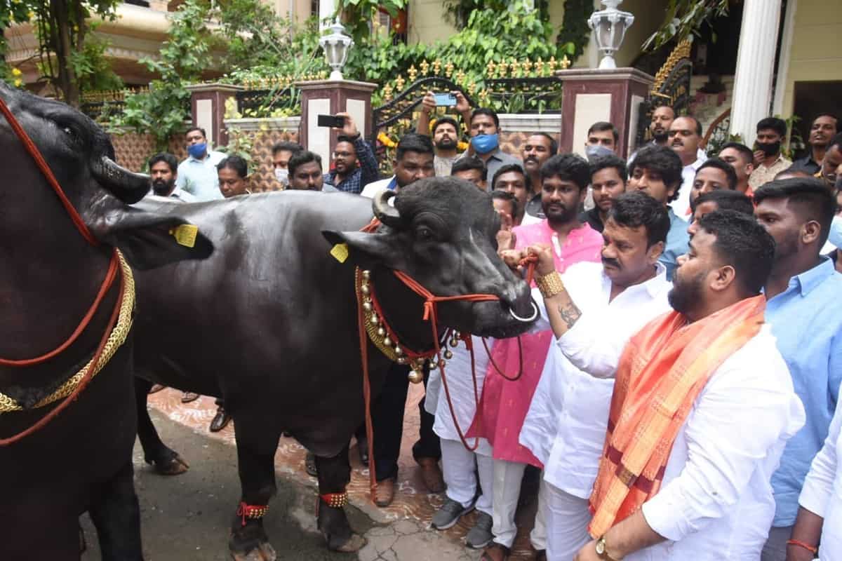 'Baahubali', 'Shahrukh' hog limelight at Hyderabad's buffalo carnival