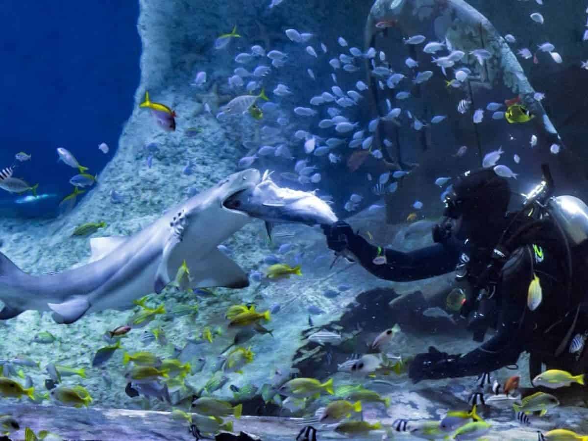Largest aquarium in the Middle East opens today in Abu Dhabi