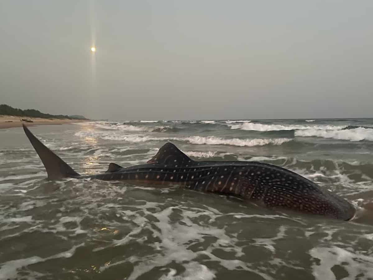 World's largest fish at Vizag beach, guided back to sea