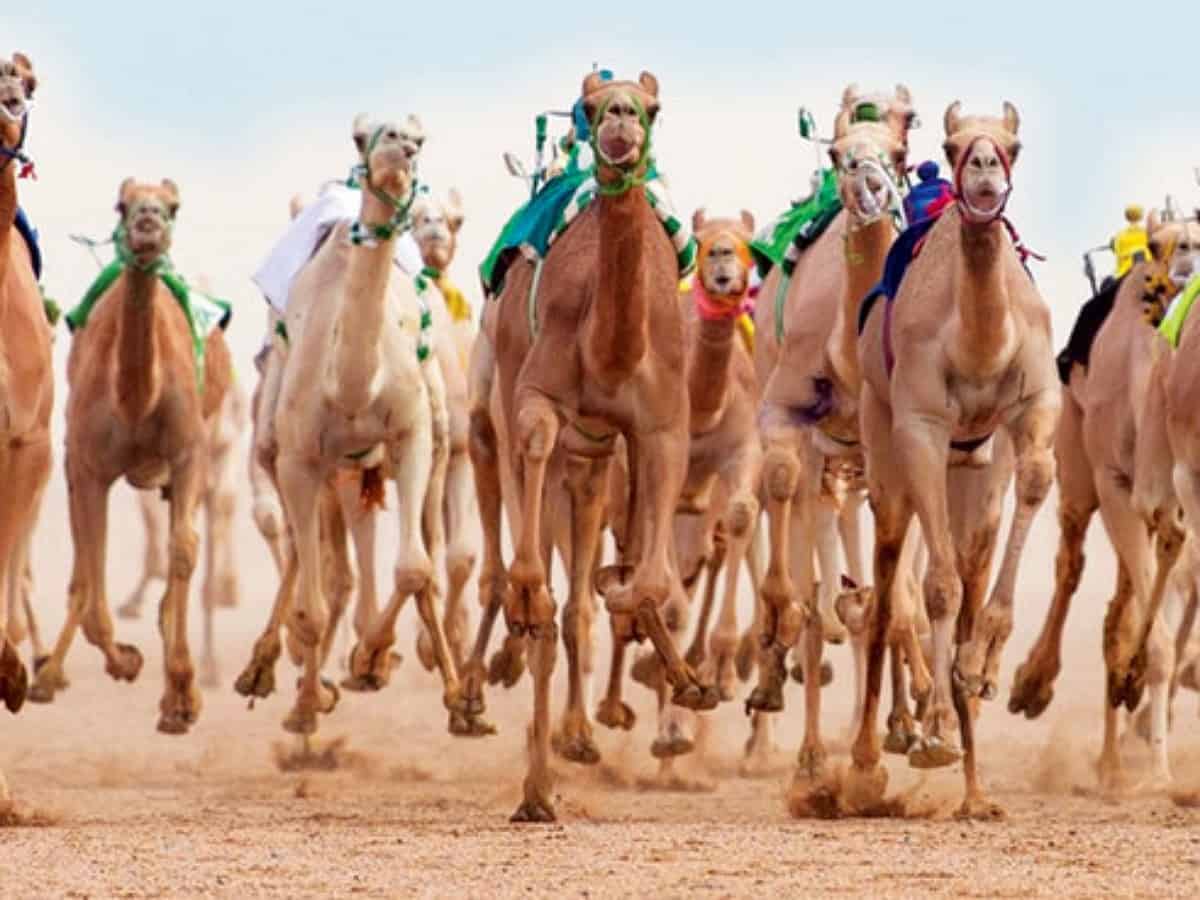 More than 40 camels barred from Saudi ‘beauty’ contest over Botox