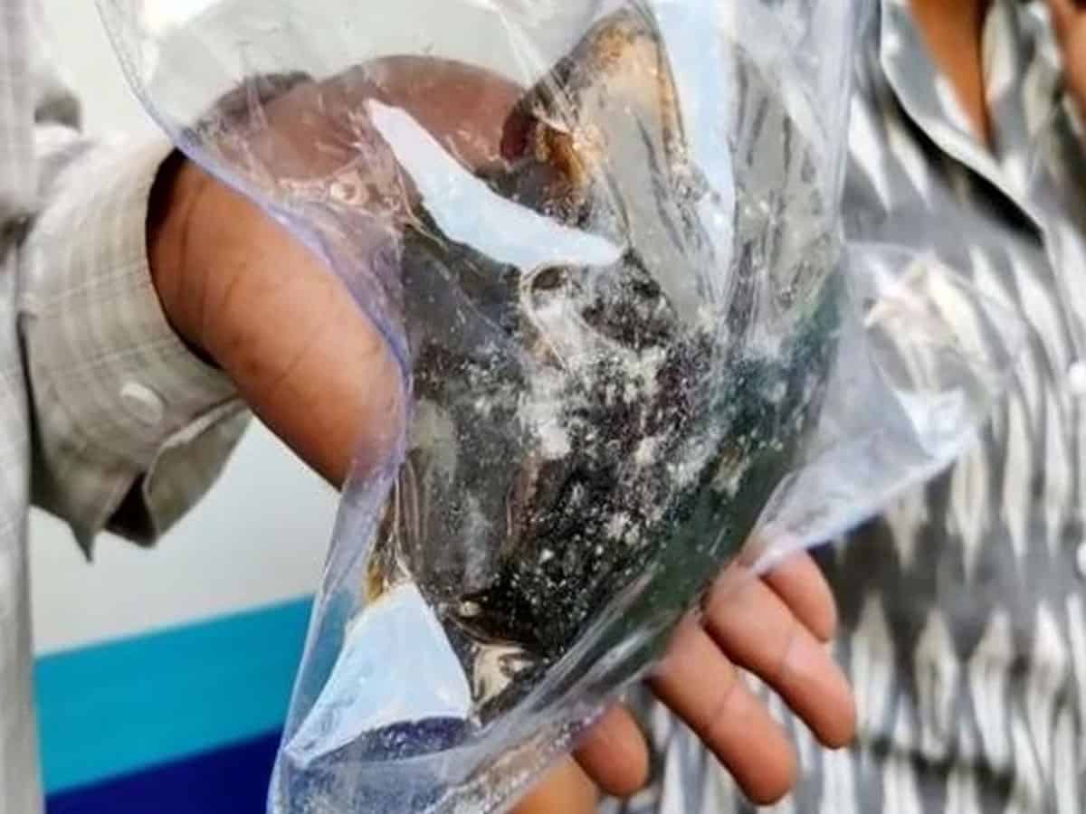 Two arrested for smuggling 'whale vomit' in Maharashtra
