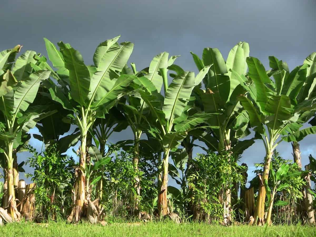 Indian banana, baby corn can now be exported to Canada